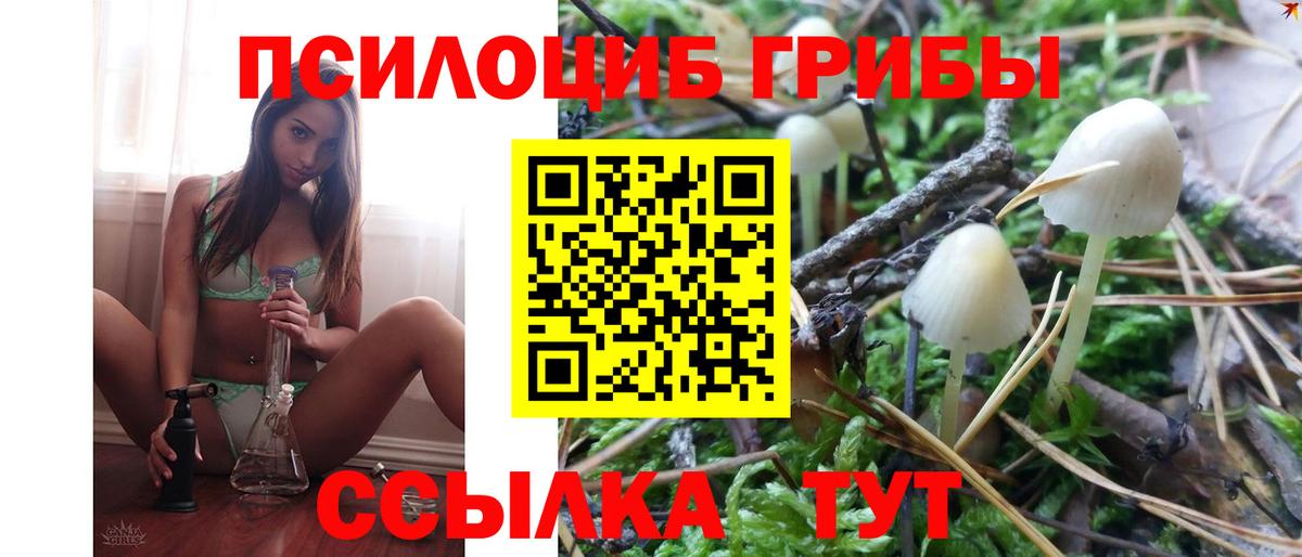 Галлюциногенные грибы Psilocybine cubensis Новомосковск