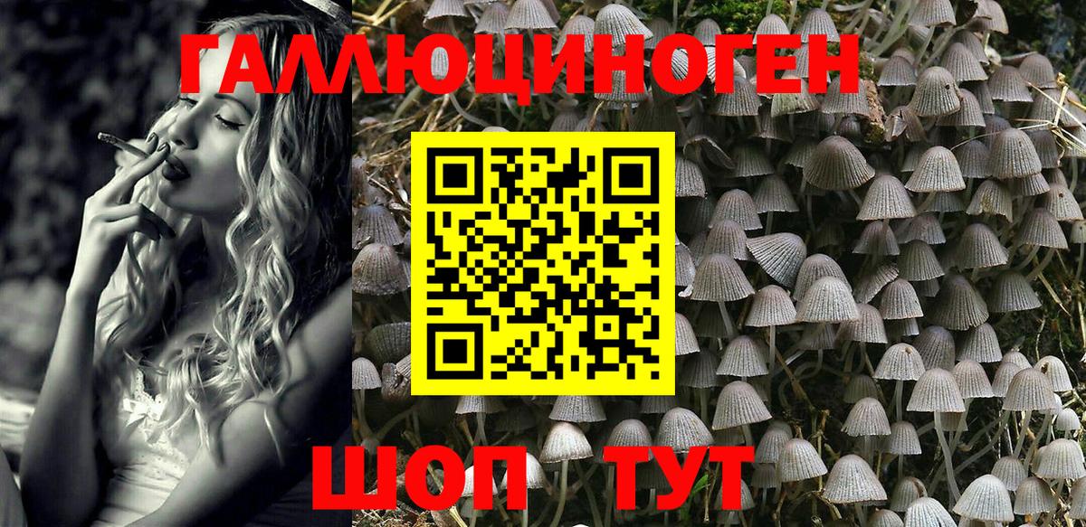 Галлюциногенные грибы Psilocybe Новомосковск